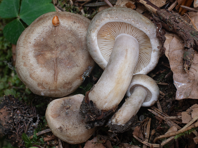Lactarius fluens